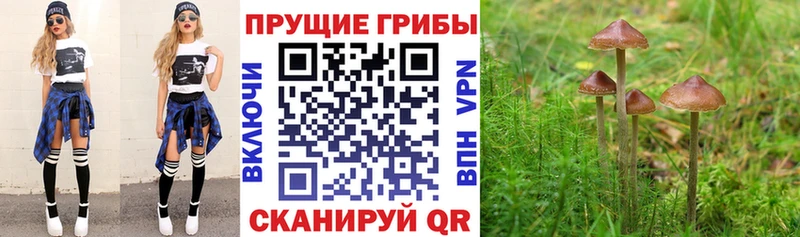 Псилоцибиновые грибы мухоморы  хочу   Кораблино 